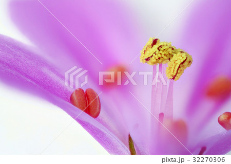 花 高倍率マクロ撮影 ヒメフウロ 花 高倍率マクロ撮影 ヒメフウロ 32270306