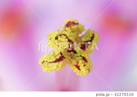 花　高倍率マクロ撮影　ヒメフウロ 32270310