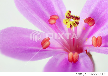 花 高倍率マクロ撮影 ヒメフウロ 花 高倍率マクロ撮影 ヒメフウロ 32270312