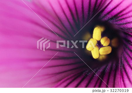 花　高倍率マクロ撮影　イモカタバミ 32270319