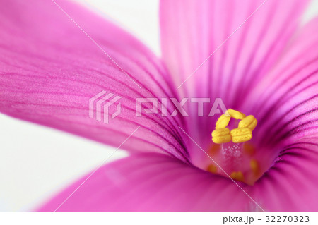 花　高倍率マクロ撮影　イモカタバミ 32270323