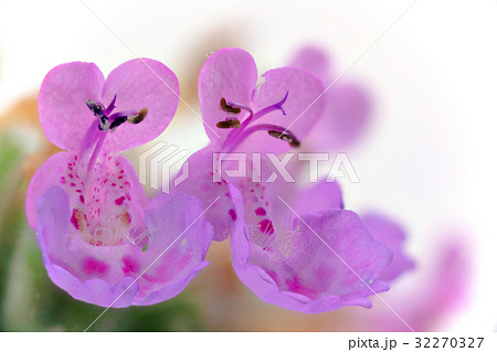 花　高倍率マクロ撮影　カキドオシ 32270327