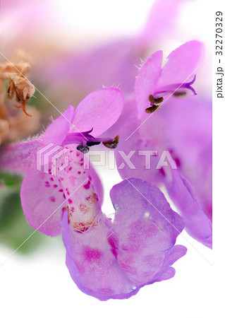 花 高倍率マクロ撮影 カキドオシ 花 高倍率マクロ撮影 カキドオシ 32270329