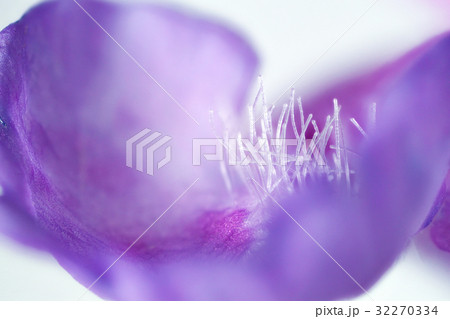 花　高倍率マクロ撮影　カキドオシ 32270334