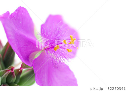 花　高倍率マクロ撮影　ムラサキツユクサ 32270341