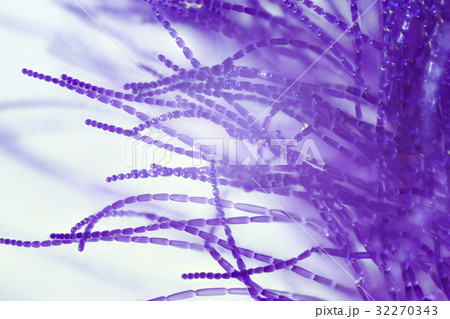 花　高倍率マクロ撮影　ムラサキツユクサ 32270343