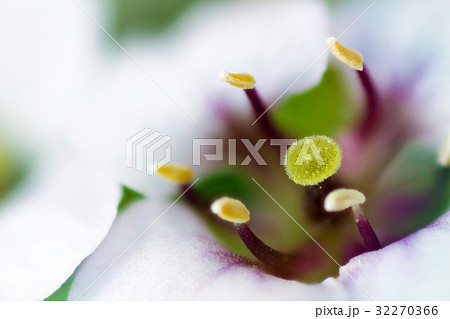 花　高倍率マクロ撮影　ニワナズナ 32270366