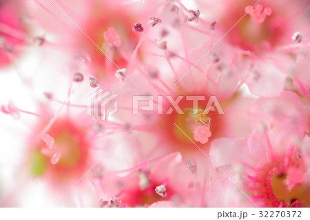 花　高倍率マクロ撮影　シモツケ 32270372