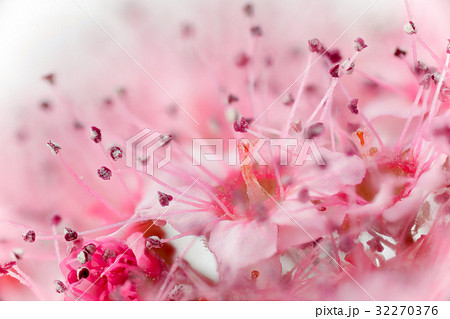 花 高倍率マクロ撮影 シモツケ 花 高倍率マクロ撮影 シモツケ 32270376