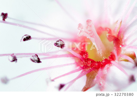 花　高倍率マクロ撮影　シモツケ 32270380