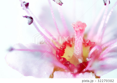 花　高倍率マクロ撮影　シモツケ 32270382