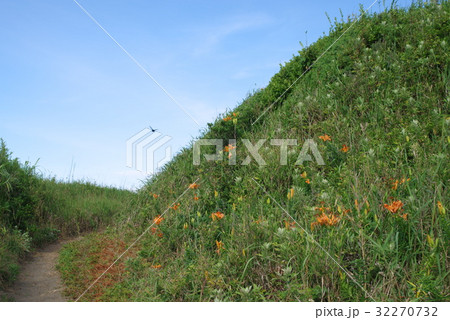 千葉県富津市佐貫のすかし百合群生地 32270732