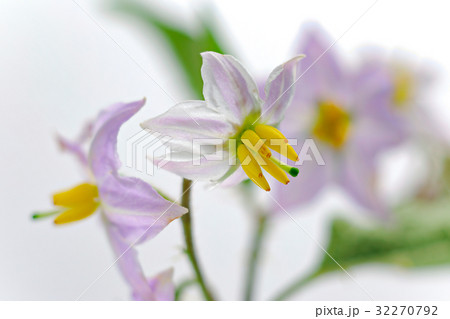 花　白バック　ワルナスビ 32270792