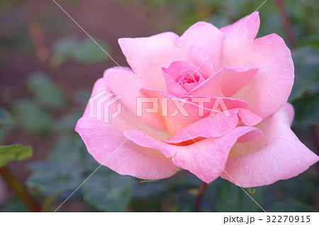 薄桃色のバラ クローズアップ の写真素材