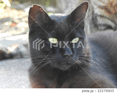猫 猫 32270935