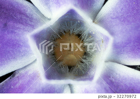 花　高倍率マクロ撮影　ツルニチニチソウ 32270972