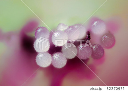花　高倍率マクロ撮影　ウスベニアオイのおしべと花粉 32270975