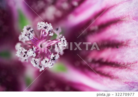 花　高倍率マクロ撮影　ウスベニアオイのおしべと花粉 32270977