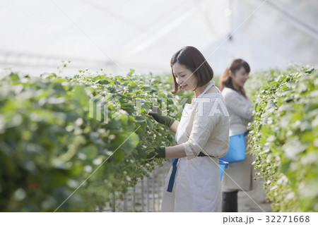 いちご農家 32271668