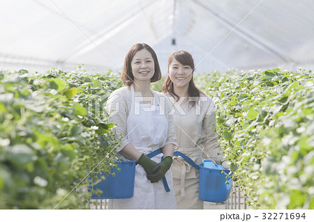 いちご農家 いちご農家 32271694