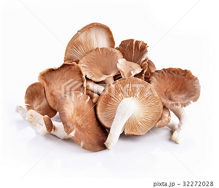 Phoenix Mushroom on white background 32272028