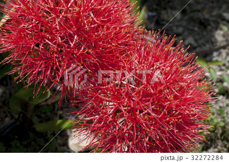 線香花火（フットボールリリー） 32272284