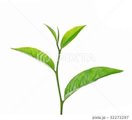 green tea leaf isolated on white background 32272297