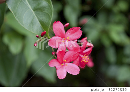 テイキンザクラ 32272336