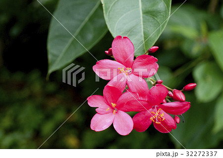 テイキンザクラ テイキンザクラ 32272337