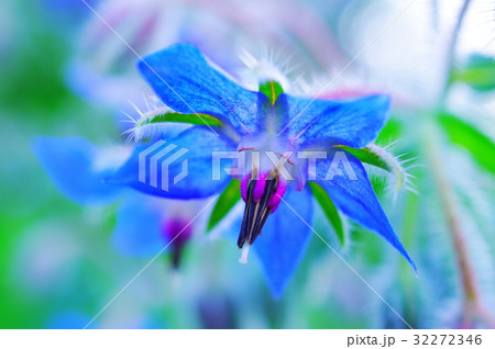 ボリジの花 クローズアップ の写真素材