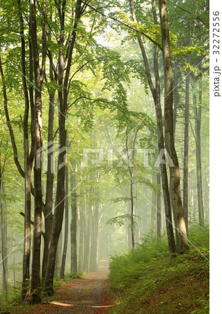 Early autumn beech forest in the fog Early autumn beech forest in the fog 32272556