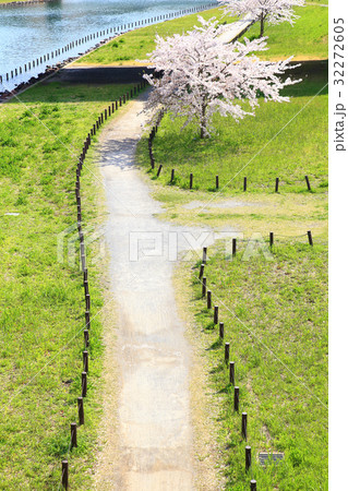 桜の木と道 桜の木と道 32272605