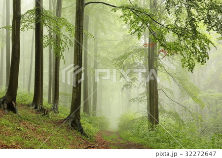 Spring deciduous forest with outgoing fog Spring deciduous forest with outgoing fog 32272647
