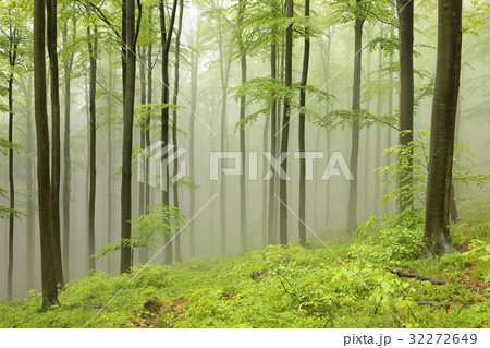 Beech trees surrounded by fog on a rainy morning Beech trees surrounded by fog on a rainy morning 32272649