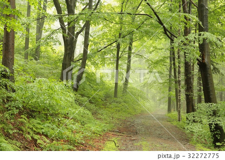 Trail through the foggy spring beech forest  32272775
