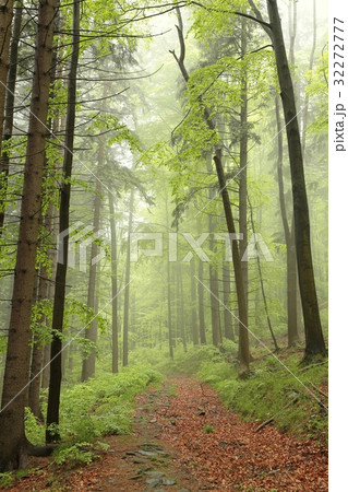 The majestic spring forest surrounded by fog The majestic spring forest surrounded by fog 32272777