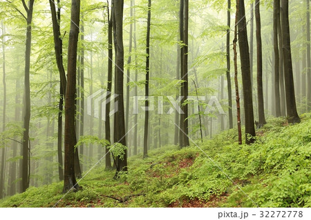 Beech trees surrounded by fog on a rainy morning Beech trees surrounded by fog on a rainy morning 32272778