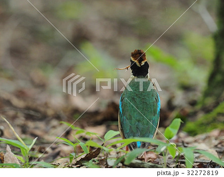 ヤイロチョウ 32272819