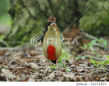 ヤイロチョウ 32272824