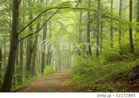 Trail through the foggy spring forest  32272865