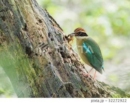 ヤイロチョウ 32272922