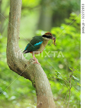 ヤイロチョウ 32272953