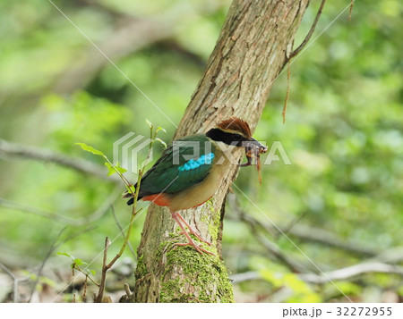 ヤイロチョウ 32272955