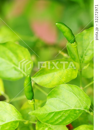 fresh green red hot and spicy guinea pepper chilli 32272971