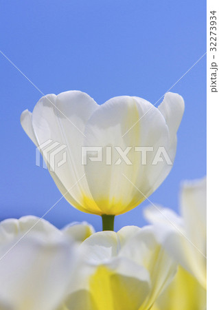 チューリップ 32273934