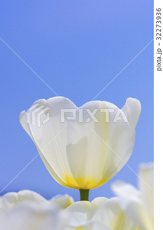 チューリップ 32273936