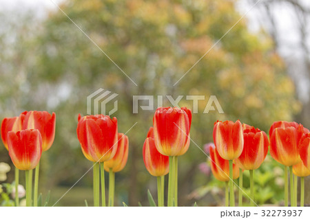 チューリップ 32273937