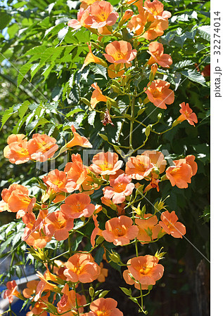 ノウゼンカズラ(凌霄花) ノウゼンカズラ(凌霄花) 32274014