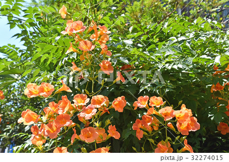 ノウゼンカズラ（凌霄花） 32274015