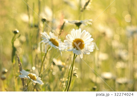 Daisy in a meadow lit by the rising sun 32274024